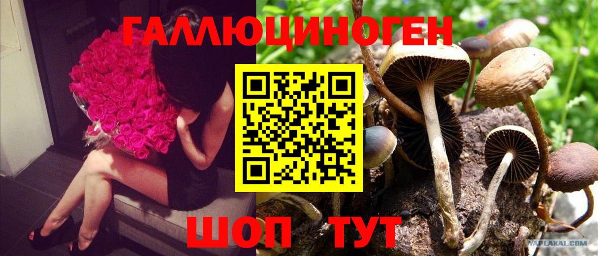 Галлюциногенные грибы Psilocybe  Галлюциногенные грибы мухоморы  Вход с VPN  Тихвин 